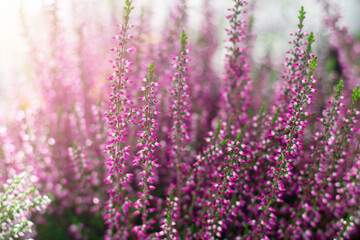 Blossoming bush of erica flowers. Bright pink heather flowers in horizontal format.