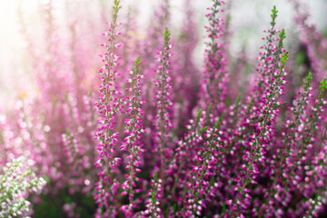 Fototapeta premium Blossoming bush of erica flowers. Bright pink heather flowers in horizontal format.