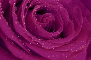 Photo filter vintage tone, wet macro rose flower with many glowing shining little water drops on...