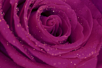 Photo filter vintage tone, wet macro rose flower with many glowing shining little water drops on...