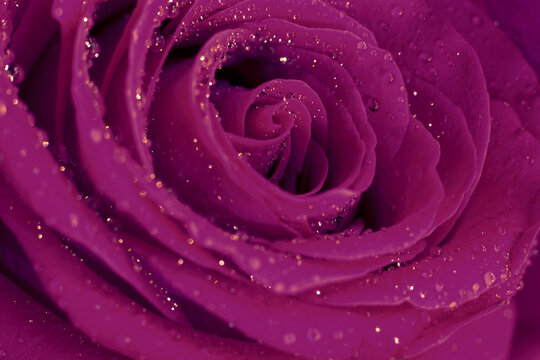 Photo filter vintage tone, wet macro rose flower with many glowing shining little water drops on delicate silken fragile petals.