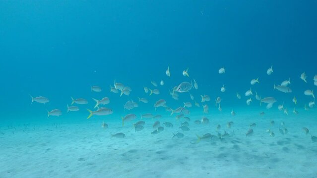 4K 120 fps Super Slow Motion: Seascape with School of Fish, Yellow Goatfish in the coral reef of the Caribbean Sea, Curacao