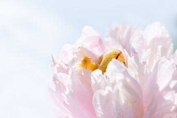 Cute curious little snail is sitting on pink colored delicate peony petals with lots of water shining draos on bokeh effect clear sky background. Summertime sunny photo