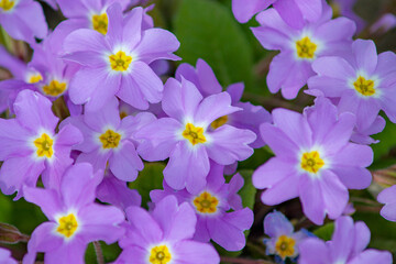 The multicolored primrose ordinary first spring flower blooms in March. Perennial primrose in the spring garden. Colorful flowers of primroses, primula polyanthus closeup macro
