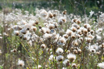Dried and faded after blossoming flowers ofthistle or burdock also called arctium lappa in autumn season. Agricultural field full of bushes with fluffy dried old seeds