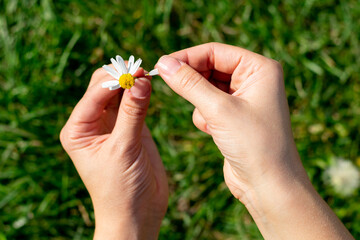 Female hands are tearing off white petals of little chamomile flower.Guess game playing
