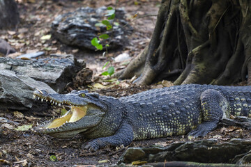 The thai crocodile rest on the garden