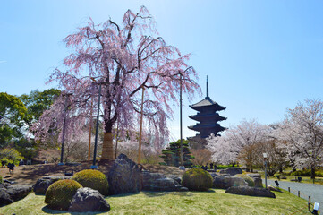 4月の京都市東寺の不二桜と五重塔03
