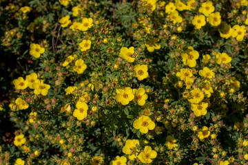 Shrubby cinquefoil yellow flowers in the summer. Blooming Potentilla fruticosa. - obrazy, fototapety, plakaty