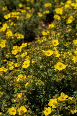 Shrubby cinquefoil yellow flowers in the summer. Blooming Potentilla fruticosa.
