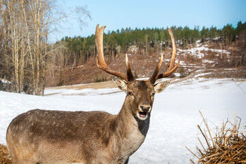 On a bright sunny day in winter, a surprised beautiful deer with an open mouth stands in a field. Close-up.