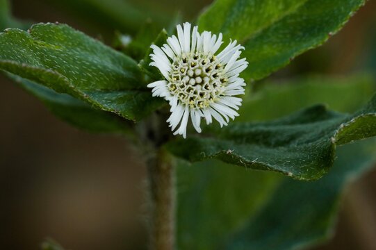 Closeup of Eclipta prostrata. Bhringraj. False daisy. Yerba de tago. Karisalankanni.