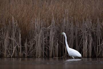 Great egret standing in wetland waterfowl ardea alba on lake natural habitat