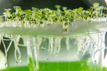 Micro-green in a futuristic light, home