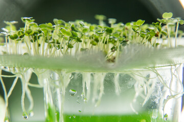 Micro-green in a futuristic light, home