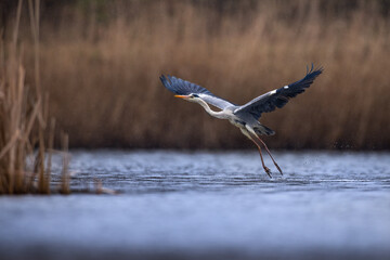 Blue heron ardea cinerea takeing off flying from lake grey heron in natural habitat