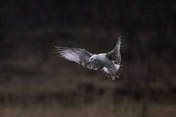 Larus michahellis Yellow legged gull bird in flight
