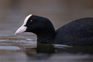 Common coot fulica atra bird swimming in natural habitat close up