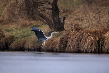 Blue heron ardea cinerea  flying over lake grey heron in flight natural habitat