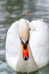 Graceful white swan on the lake close-up shot