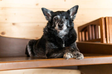 A black one-eyed dog with disabilities lays in a house 