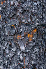 A charred pine tree trunk after a forest fire provides a nicely detailed abstract  background