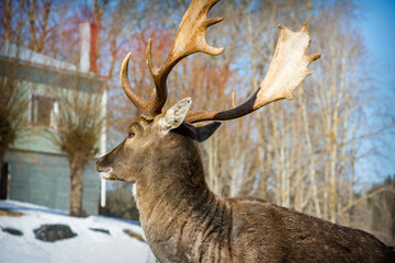 On a bright sunny day in winter, a deer grazes near the house.