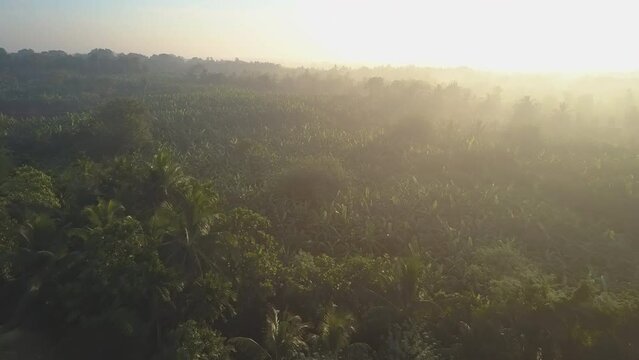 Banana trees grow on plantation in jungle illuminated by sunlight at sunrise in Udawalawe National Park. Morning in Sri Lanka aerial view