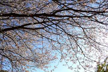 日本の桜