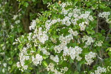 Crataegus monogyna eingriffliger Weissdorn Detail Blüte