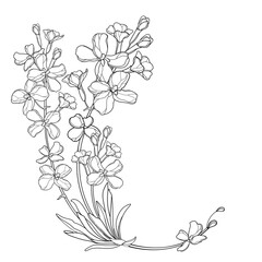 Corner bouquet with outline Matthiola or Brompton stock flower, bud and leaves in black isolated on white background.
