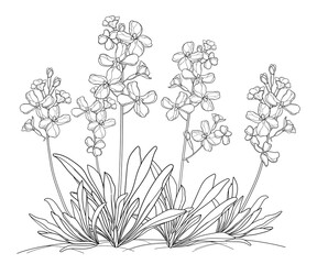 Bunch with outline Matthiola or Brompton stock flower, bud and leaves in black isolated on white background.