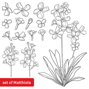 Set of outline Matthiola or Brompton stock flower, bud and leaves in black isolated on white background. 