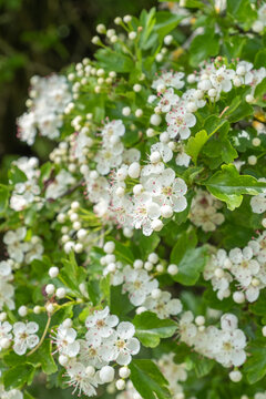 Crataegus monogyna eingriffliger Weissdorn Detail Bl&uuml;te