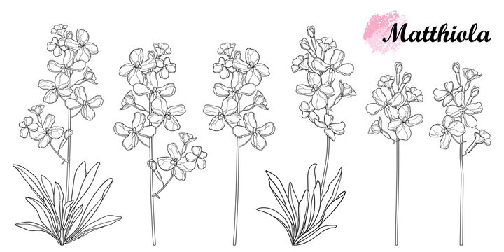 Set with outline Matthiola or Brompton stock flower bunch, bud and leaves in black isolated on white background.