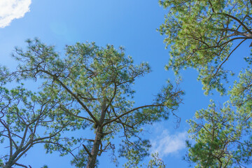 Bottom view of trunks trees in a pine forest