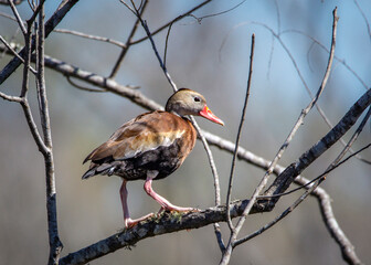Black-bellied Whistling-Duck in Brazos Bend State Park!