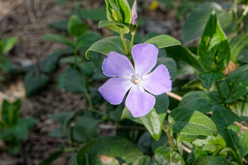 Fleur de petite pervenche. 
