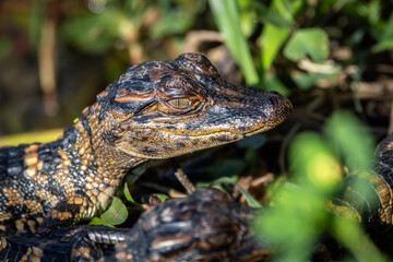 Baby Alligator in Brazos Bend State Park!