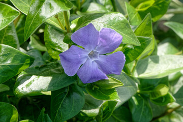 Vinca minor ou petite pervenche 