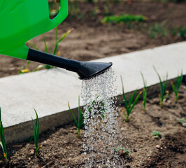 Watering green garlic and strawberries in the beds from a watering can. The concept of agriculture or horticulture. Watering seeds for seedlings. Spring season, bright sunny day.