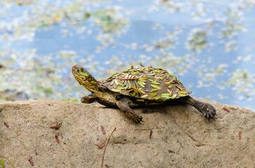 Hinged Terrapin