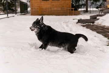 A black dog with one eye is playing outdoors in snow