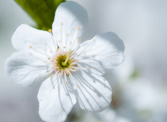 white flower, cherry blossoms beautiful blooming spring a harbinger of greenery and joy