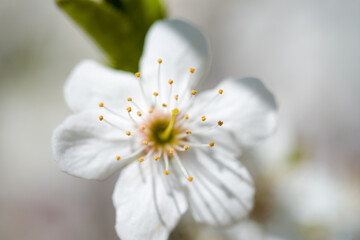 white flower, cherry blossoms beautiful blooming spring a harbinger of greenery and joy