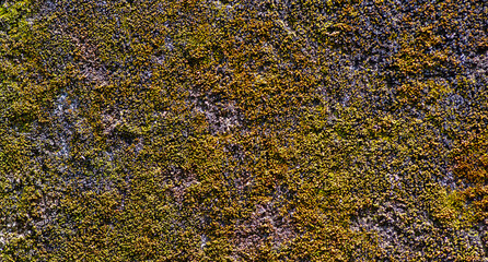 Green brown moss on the stone for natural background