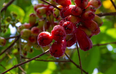 Water apples fruit on its tree, known as rose apples or watery rose apples
