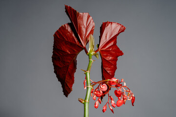 Back of Begonia Lucerna leaf with isolated grey background