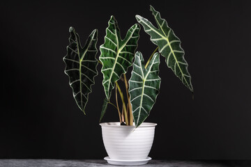 Alocasia Amazonica Sanderiana in white plastic pots with isolated isolated black background