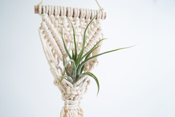 Tillandsia Paucifolia placing on the handmade macreme with wood. Tillandsia paucifolia is a species of bromeliad in the genus Tillandsia.